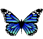 Papillon bleu